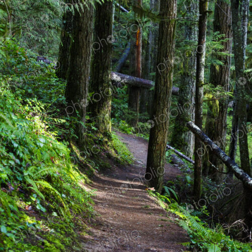 Hiking trail in forest, Little River Trail, Olympic National Forest, Port Angeles, WA USA