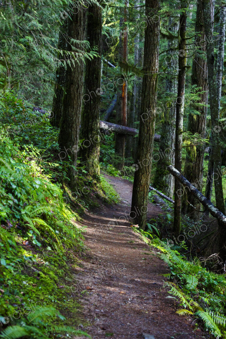 Hiking trail in forest, Little River Trail, Olympic National Forest, Port Angeles, WA USA