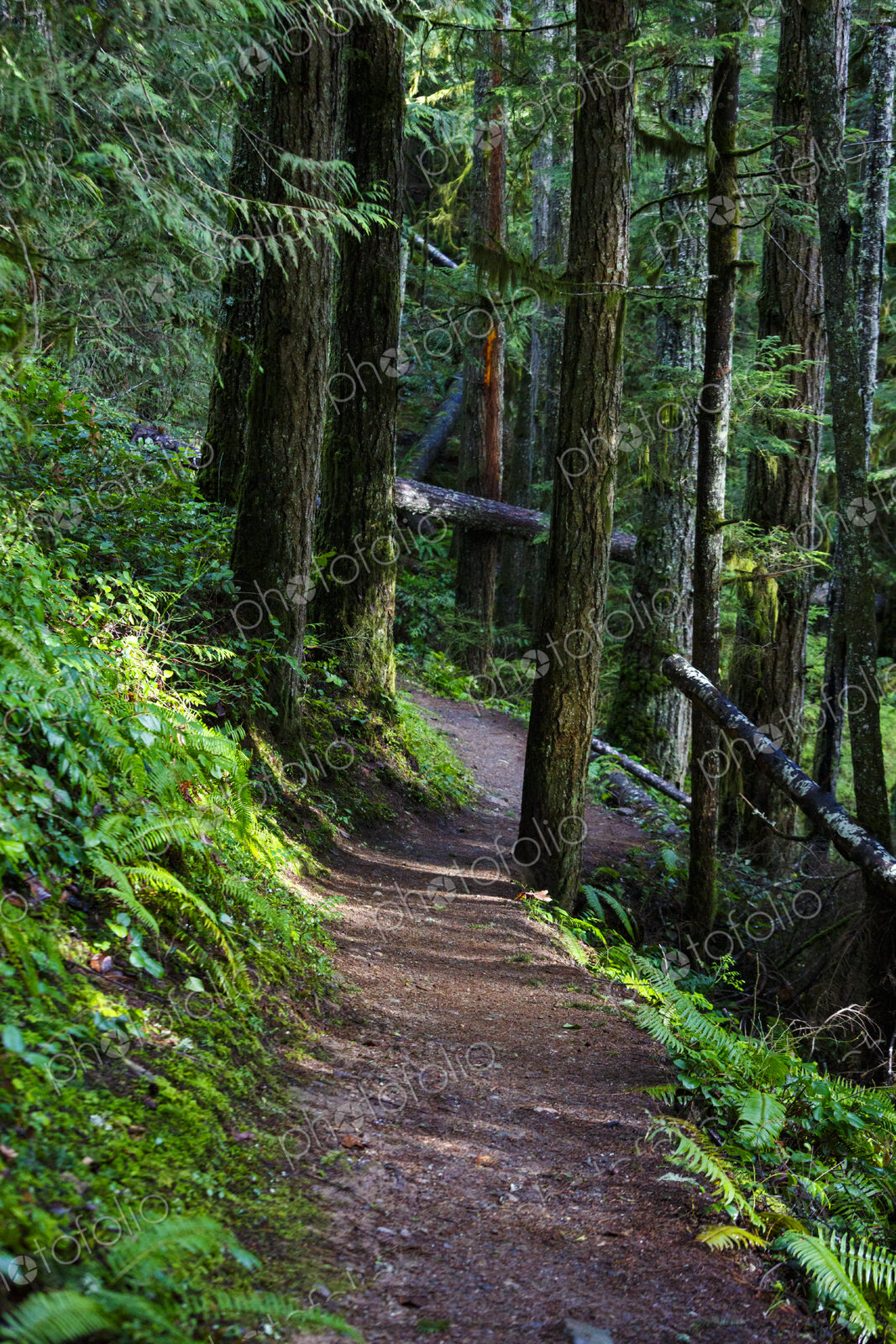Hiking trail in forest, Little River Trail, Olympic National Forest, Port Angeles, WA USA