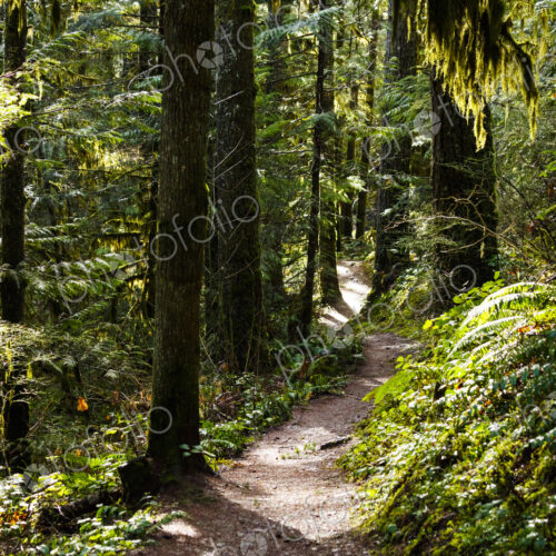 Hiking trail in forest, Little River Trail, Olympic National Forest, Port Angeles, WA USA
