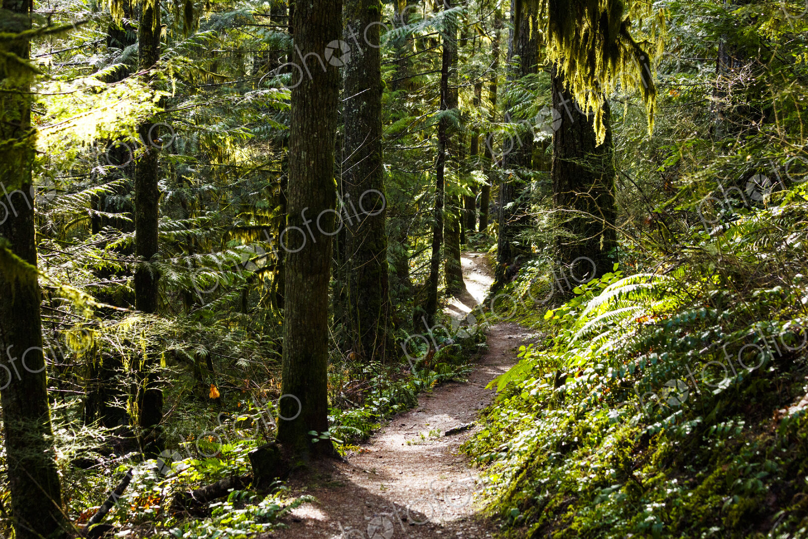 Hiking trail in forest, Little River Trail, Olympic National Forest, Port Angeles, WA USA
