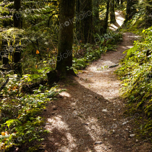 Hiking trail in forest, Little River Trail, Olympic National Forest, Port Angeles, WA USA