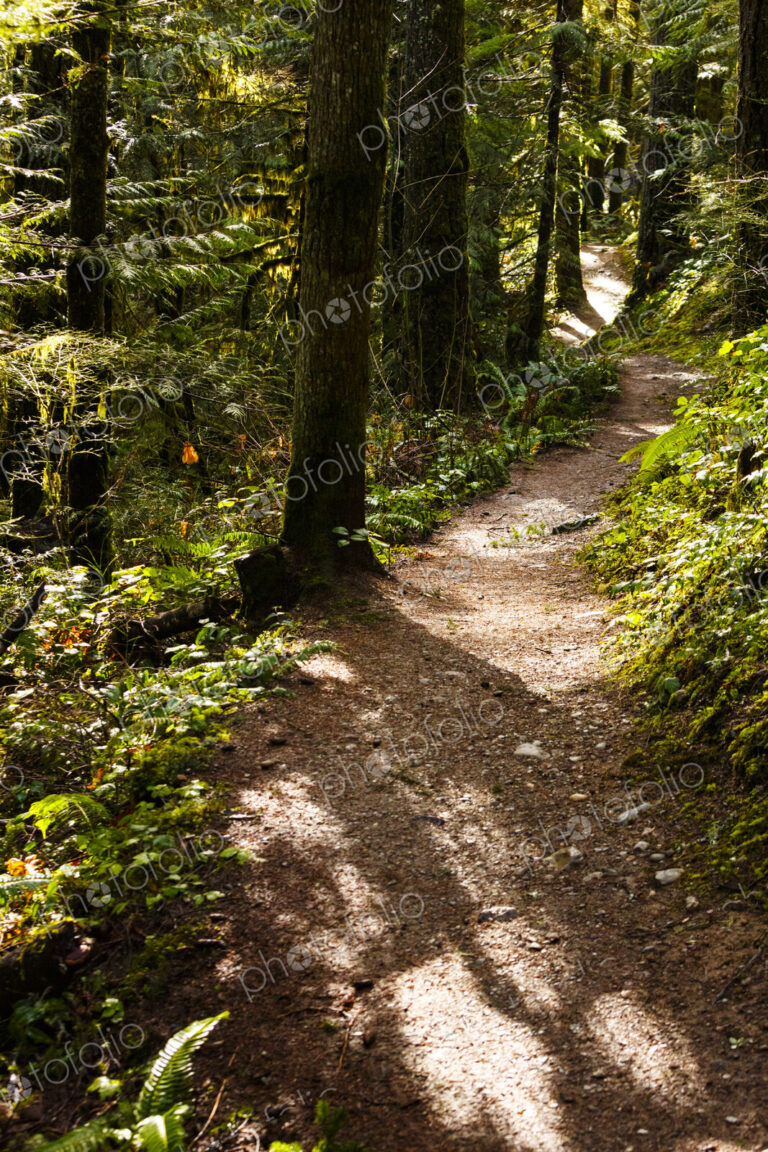 Hiking trail in forest, Little River Trail, Olympic National Forest, Port Angeles, WA USA