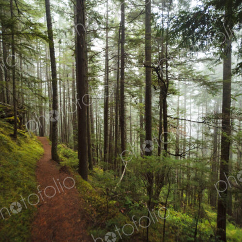 Hiking trail through thick forest with fog, Lake Angeles trail, Olympic National Park,… Hiking trail through thick forest with fog, Lake Angeles trail, Olympic National Park,…