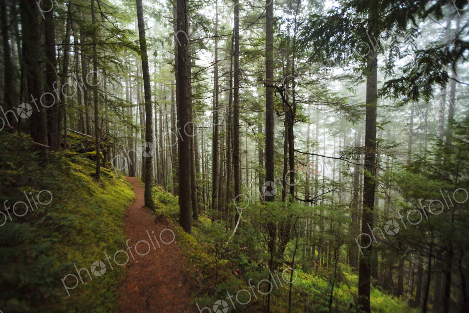 Hiking trail through thick forest with fog, Lake Angeles trail, Olympic National Park,…