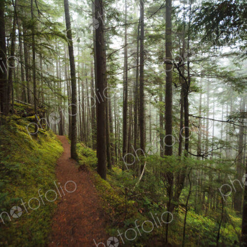 Hiking trail through thick forest with fog, Lake Angeles trail, Olympic National Park,… Hiking trail through thick forest with fog, Lake Angeles trail, Olympic National Park,…