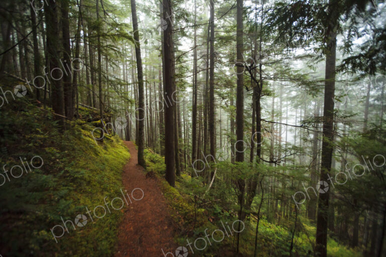 Hiking trail through thick forest with fog, Lake Angeles trail, Olympic National Park,…