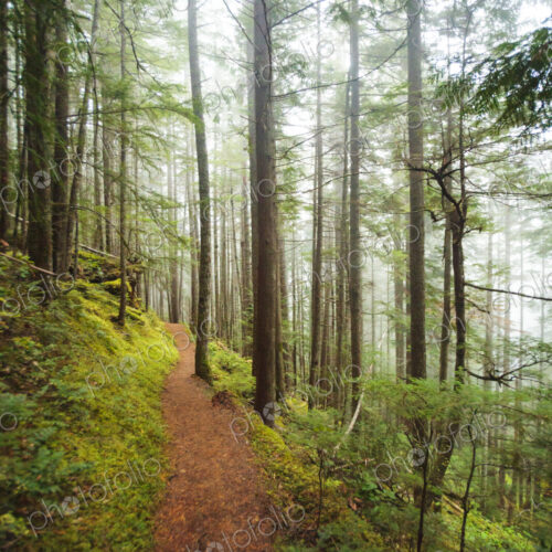 Hiking trail through thick forest with fog, Lake Angeles trail, Olympic National Park,… Hiking trail through thick forest with fog, Lake Angeles trail, Olympic National Park,…