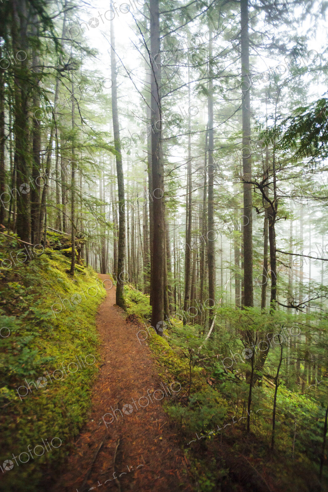 Hiking trail through thick forest with fog, Lake Angeles trail, Olympic National Park,…