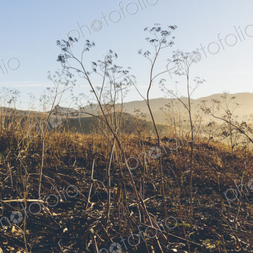 Hillside of wild fennel at dawn,