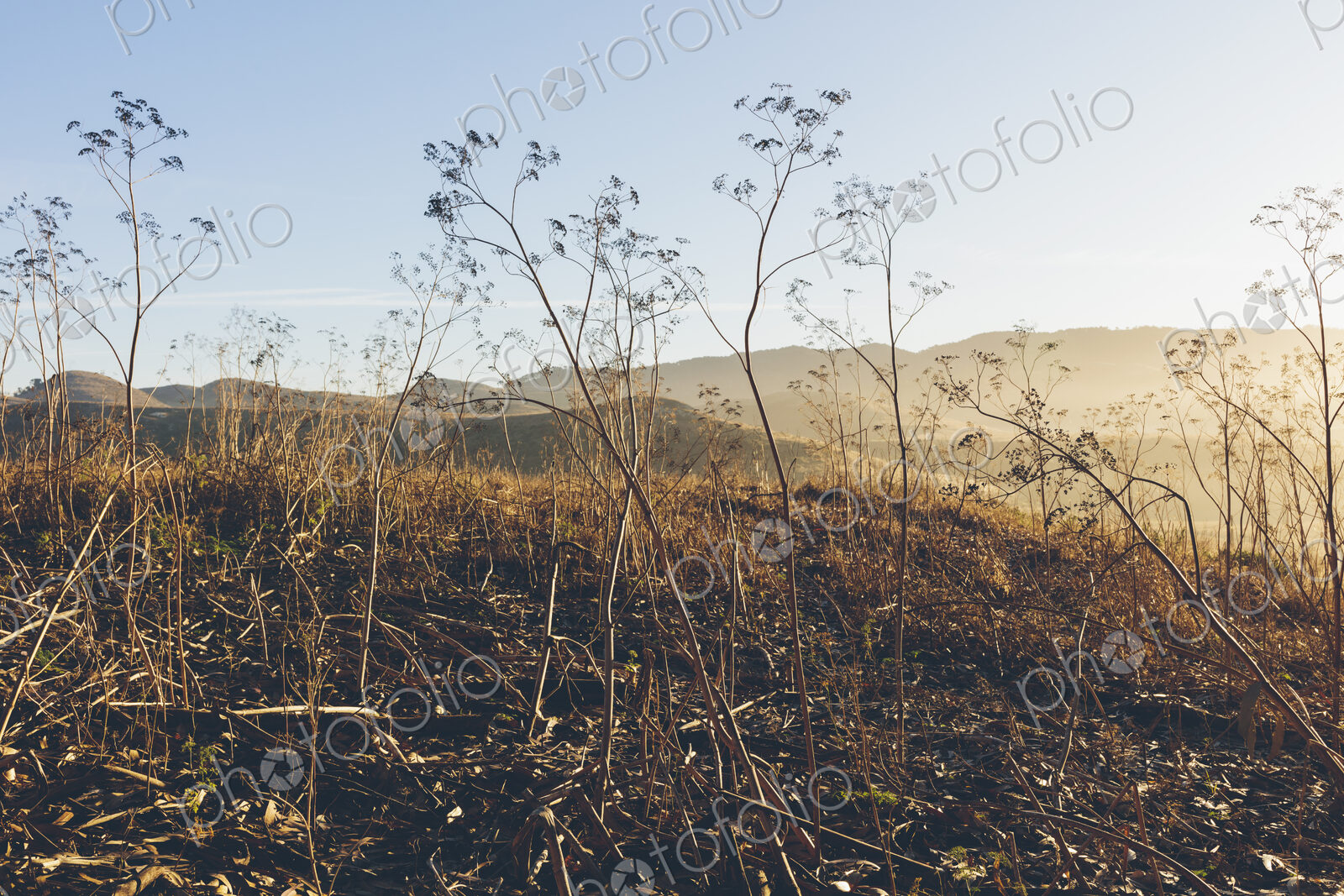 Hillside of wild fennel at dawn,
