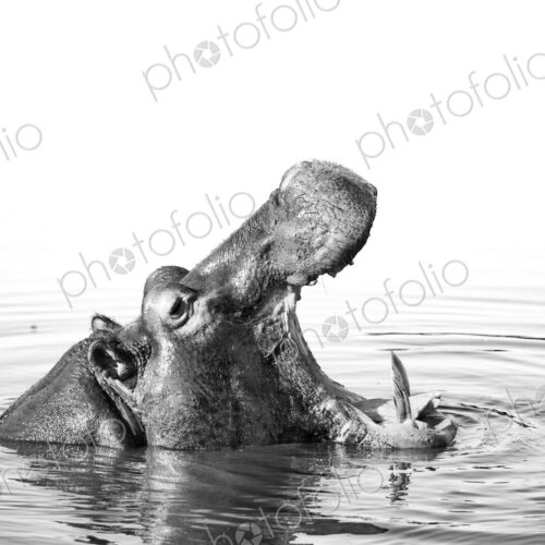 Hippo, Hippopotamus amphibius, yawning in water, in black and white. Hippo, Hippopotamus amphibius, yawning in water, in black and white.