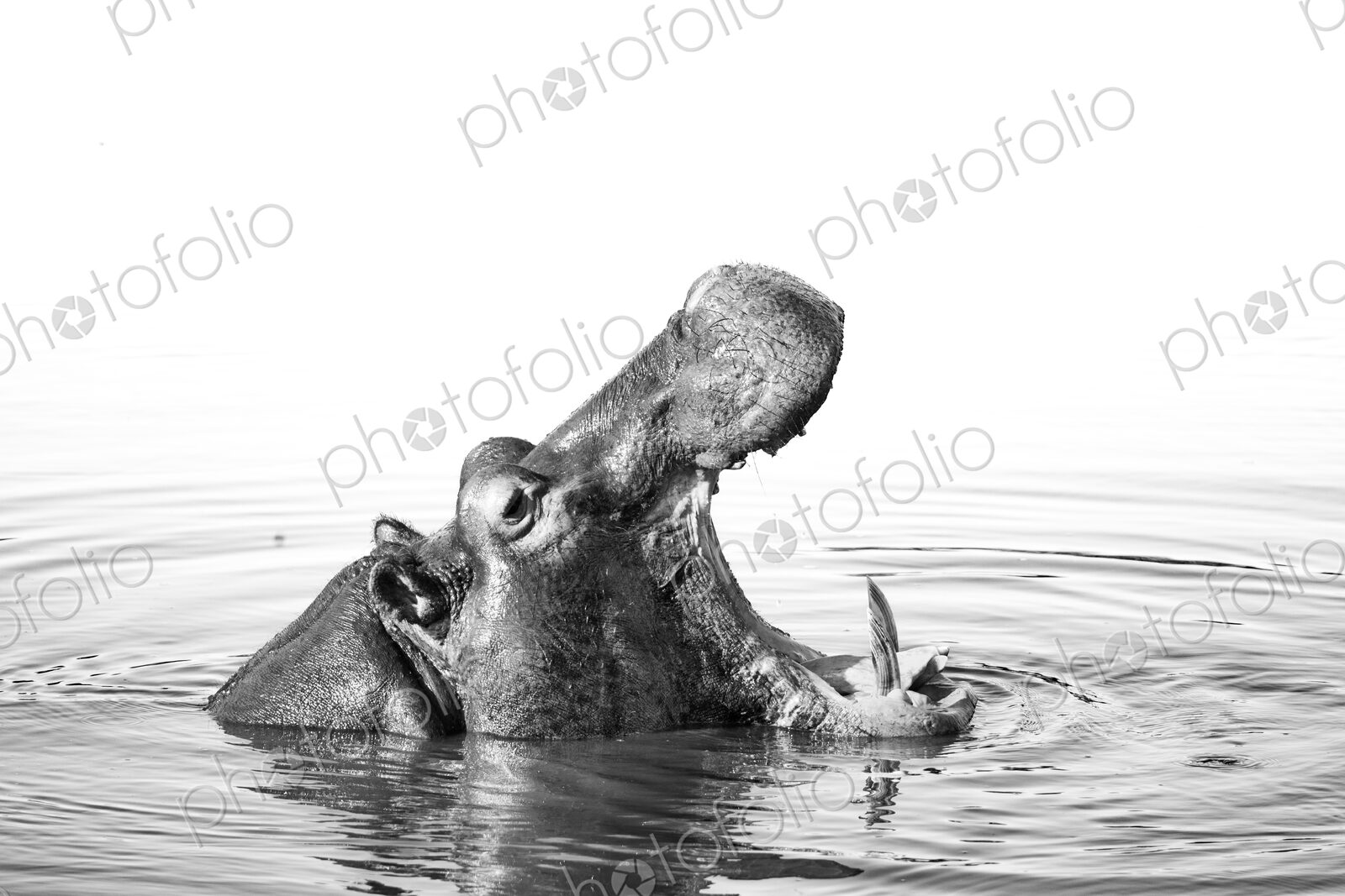 Hippo, Hippopotamus amphibius, yawning in water, in black and white.