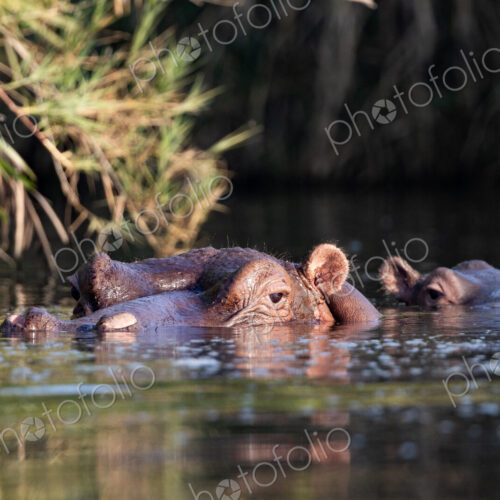 Hippo peaking above water, Hippopotamus amphibius. Hippo peaking above water, Hippopotamus amphibius.