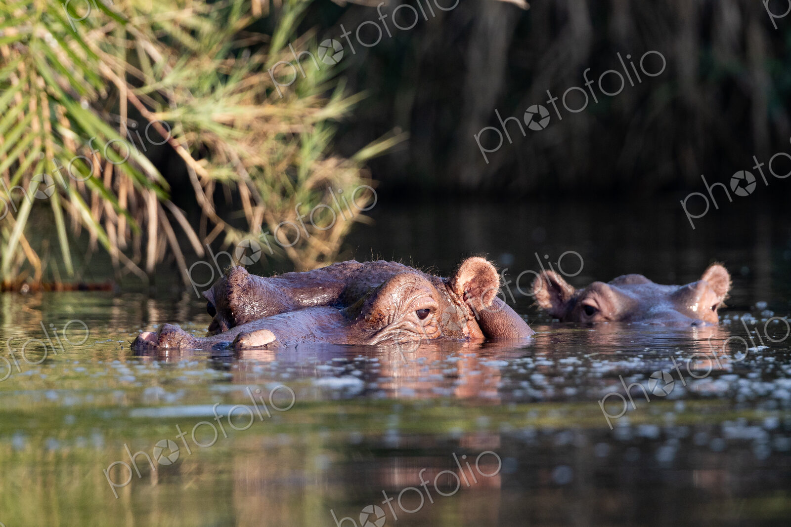 Hippo peaking above water, Hippopotamus amphibius.
