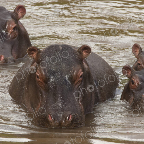 Hippopotamuses and calves, Kenya