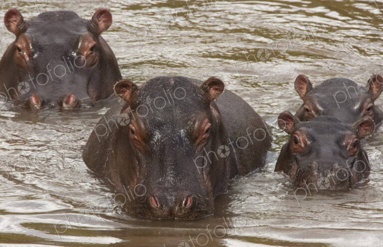 Hippopotamuses and calves, Kenya