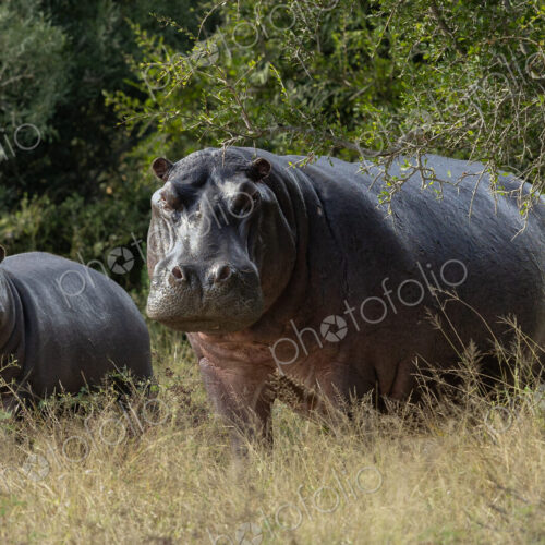 Hippos, Hippopotamus amphibius, grazing on grass outside of the water. Hippos, Hippopotamus amphibius, grazing on grass outside of the water.