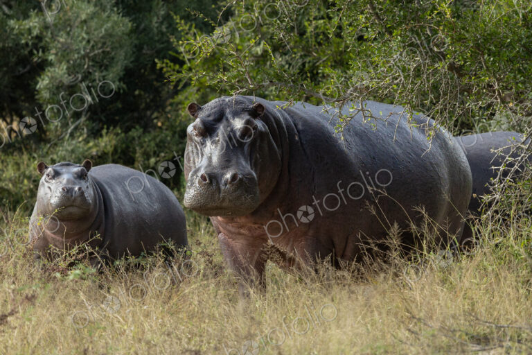 Hippos, Hippopotamus amphibius, grazing on grass outside of the water.