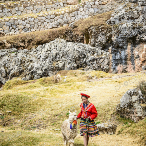Hispanic girl walking llama in rural landscape Hispanic girl walking llama in rural landscape