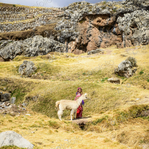 Hispanic girl walking llama in rural landscape Hispanic girl walking llama in rural landscape