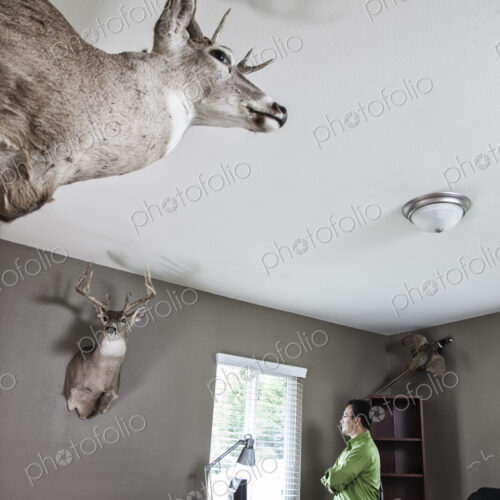 Hispanic man standing at window in his office with mounted deer heads on the walls. Hispanic man standing at window in his office with mounted deer heads on the walls.