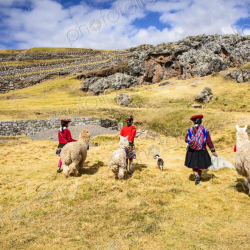 Hispanic mother and children walking llamas in rural landscape Hispanic mother and children walking llamas in rural landscape