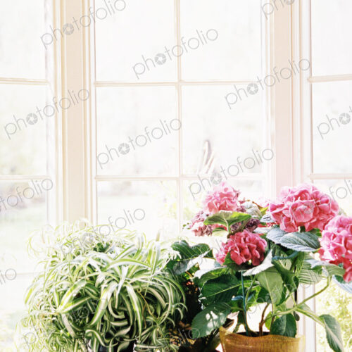 Historic house, now a restaurant and guest house, plants in pots by a window Historic house, now a restaurant and guest house, plants in pots by a window