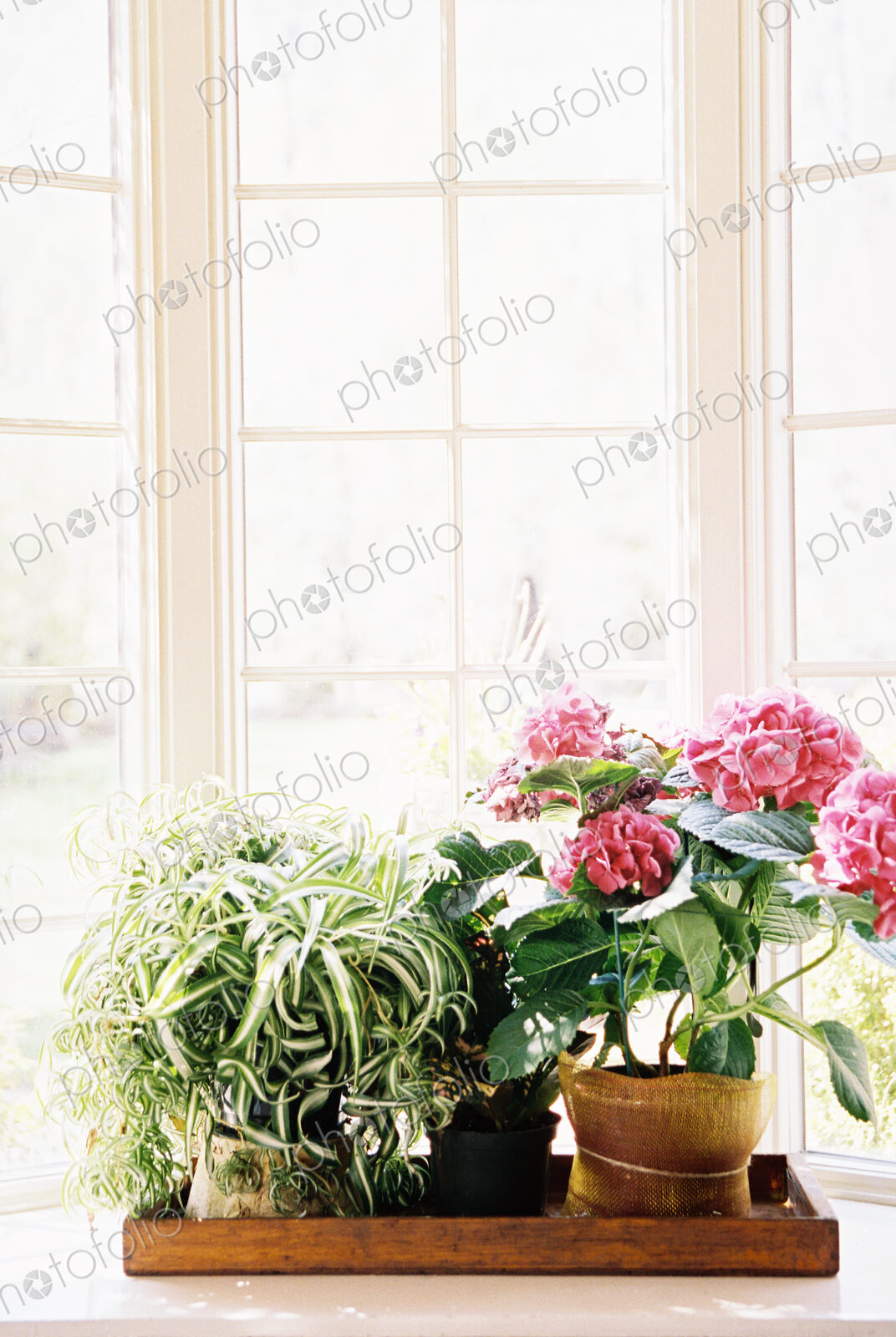 Historic house, now a restaurant and guest house, plants in pots by a window