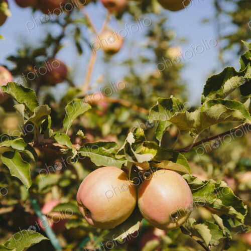 Honeycrisp apples on tree,
