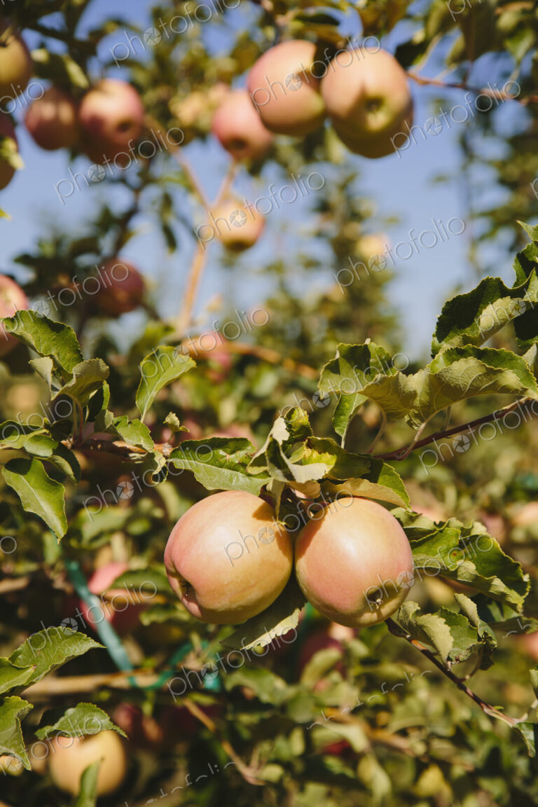 Honeycrisp apples on tree,