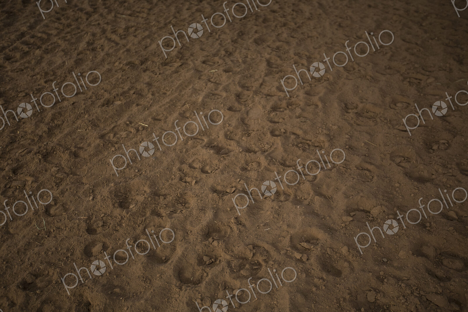 Hoof prints in dirt