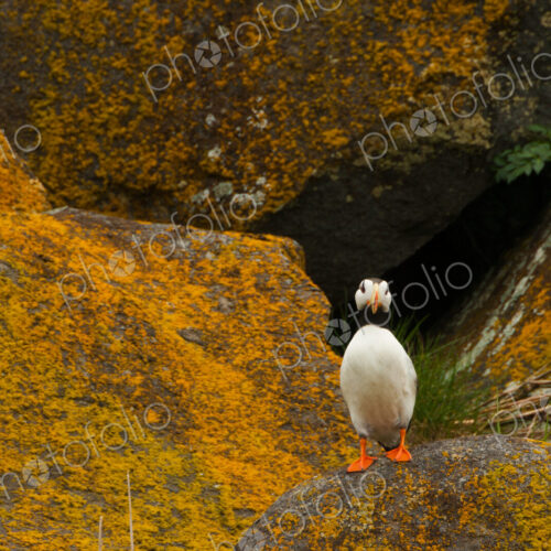Horned puffin, Katmai National Park, Alaska, USA Horned puffin, Katmai National Park, Alaska, USA