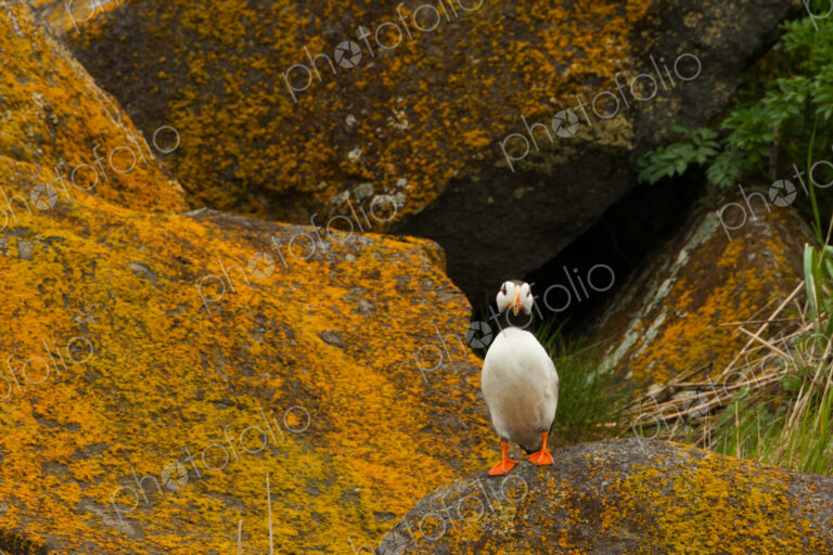 Horned puffin, Katmai National Park, Alaska, USA