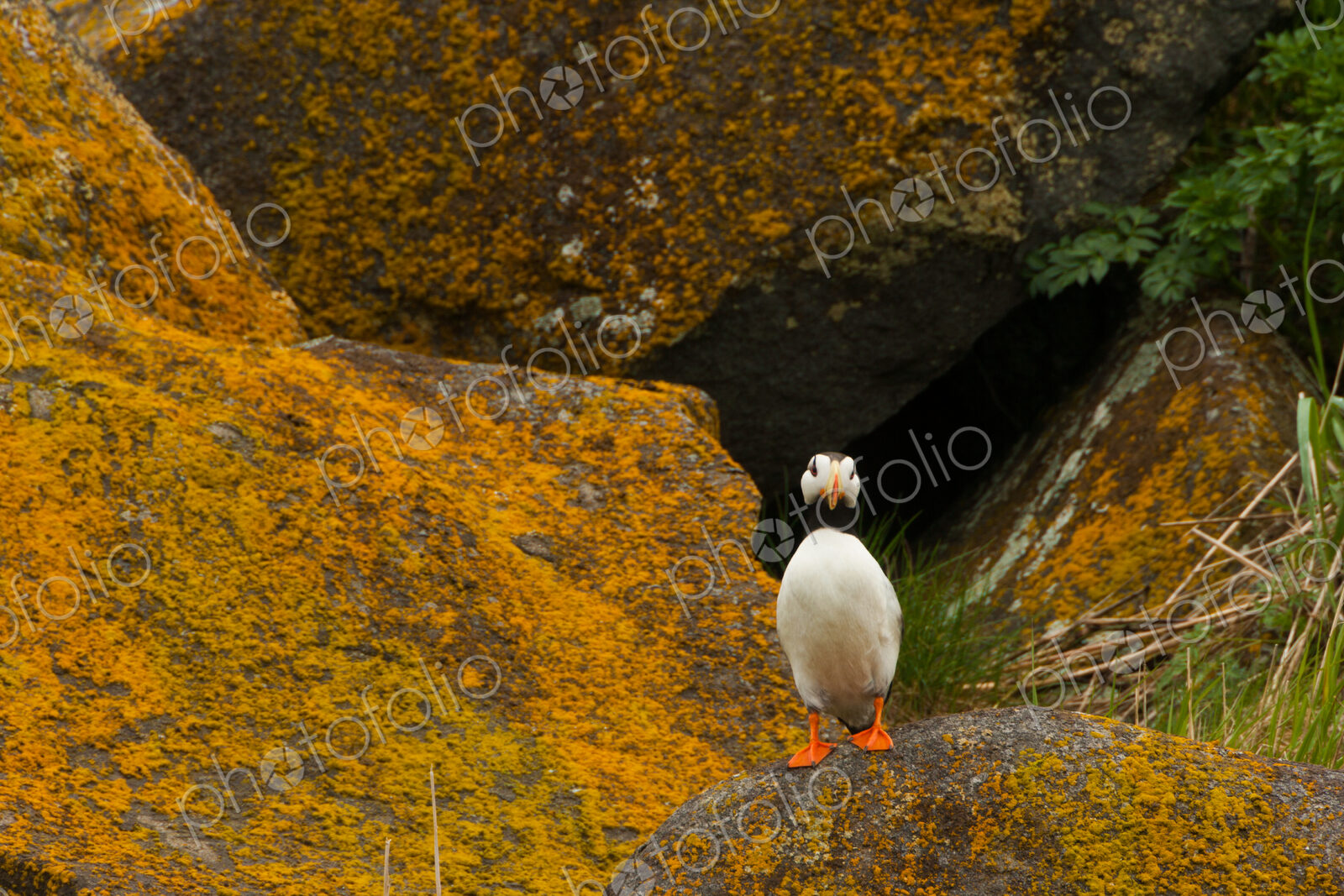 Horned puffin, Katmai National Park, Alaska, USA