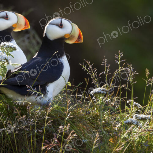 Horned puffins, Lake Clark National Park, Alaska, USA