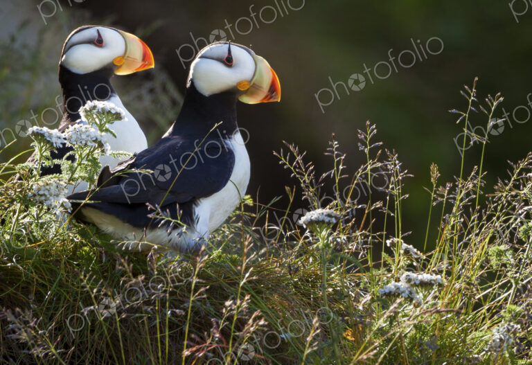 Horned puffins, Lake Clark National Park, Alaska, USA