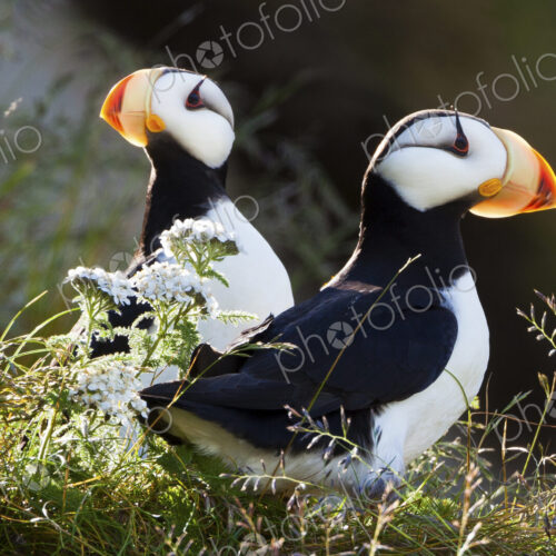 Horned puffins, Lake Clark National Park, Alaska, USA