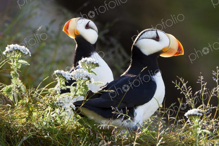 Horned puffins, Lake Clark National Park, Alaska, USA
