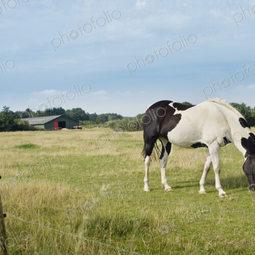 Horse Grazing in Meadow