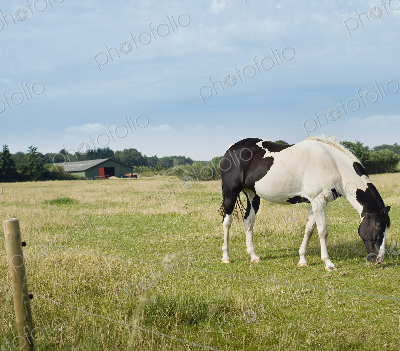 Horse Grazing in Meadow