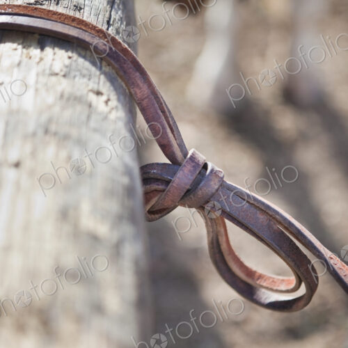 Horse Tied to a Hitching Post Horse Tied to a Hitching Post