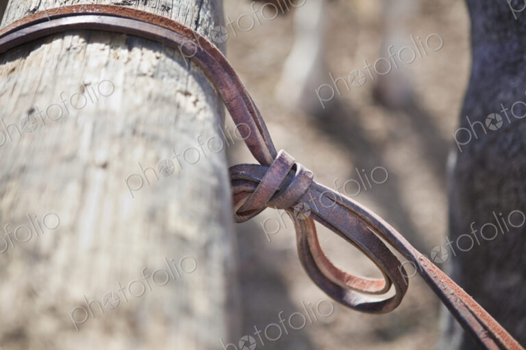 Horse Tied to a Hitching Post