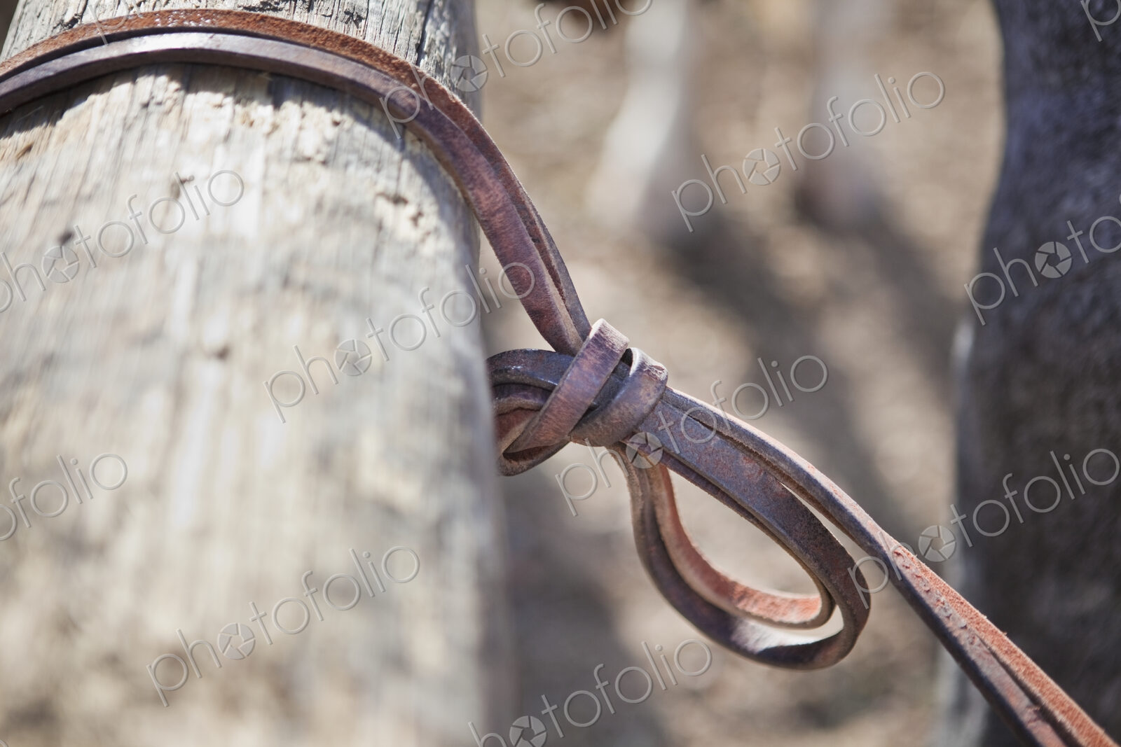 Horse Tied to a Hitching Post