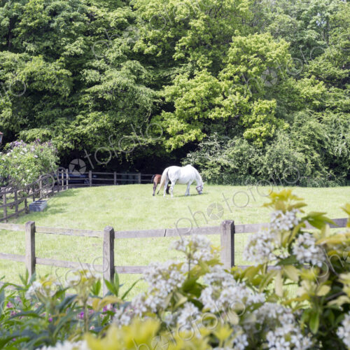 Horse grazing in rural pasture Horse grazing in rural pasture