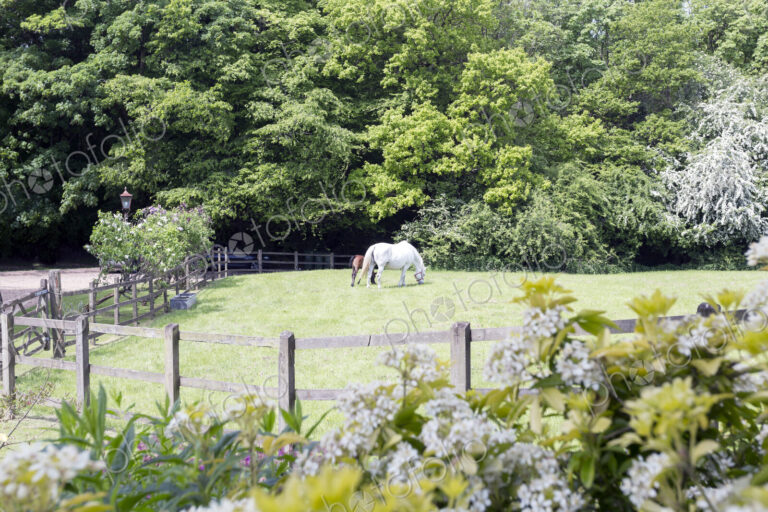 Horse grazing in rural pasture