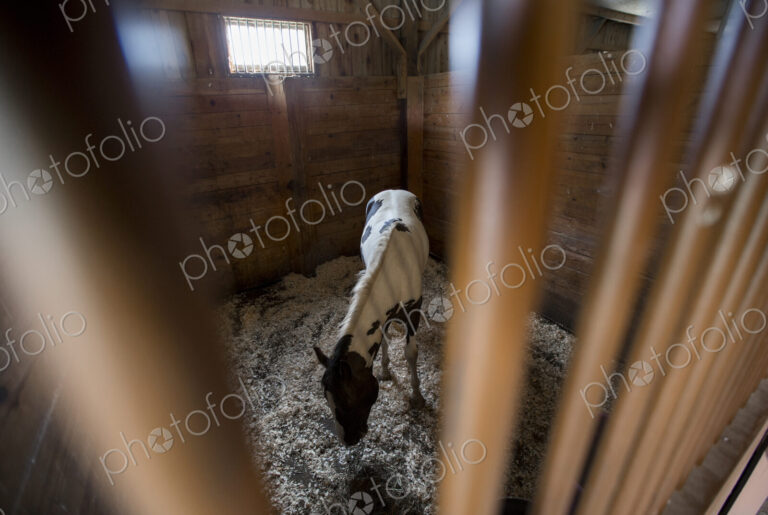 Horse grazing in stall