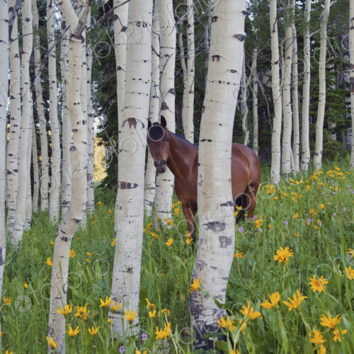 Horse in a field of wildflowers and aspen trees. Uinta Mountains, Utah.