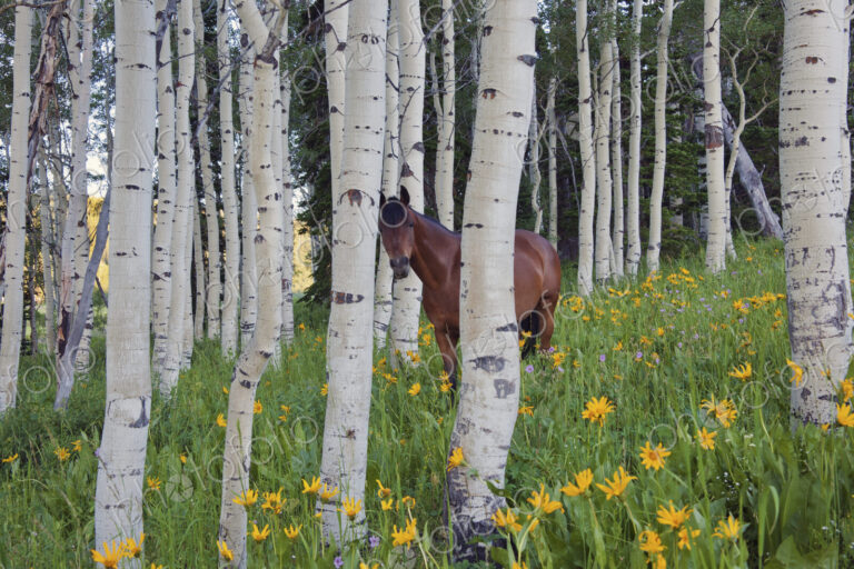 Horse in a field of wildflowers and aspen trees. Uinta Mountains, Utah.