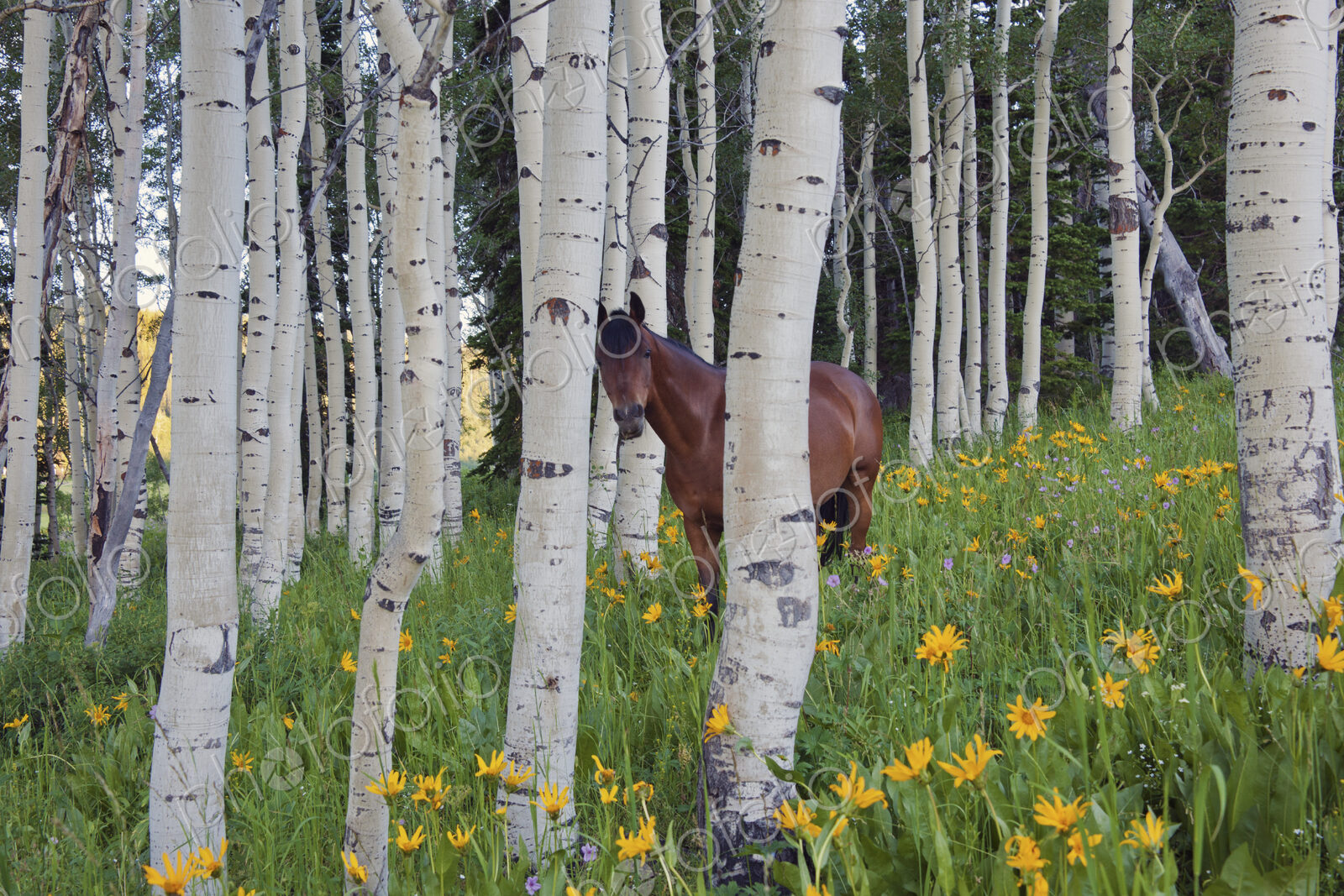 Horse in a field of wildflowers and aspen trees. Uinta Mountains, Utah.